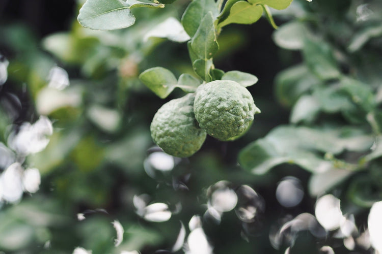 HINOKI BERGAMOT