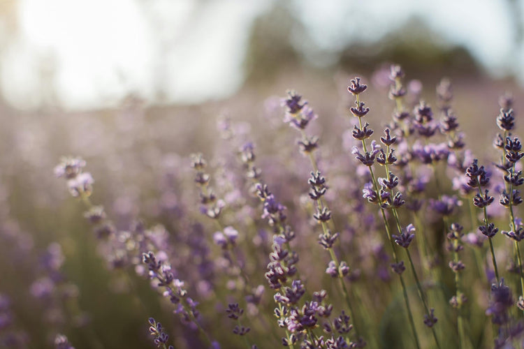 LAVENDER