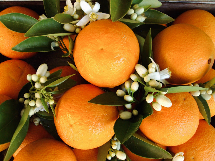 NEROLI BASIL
