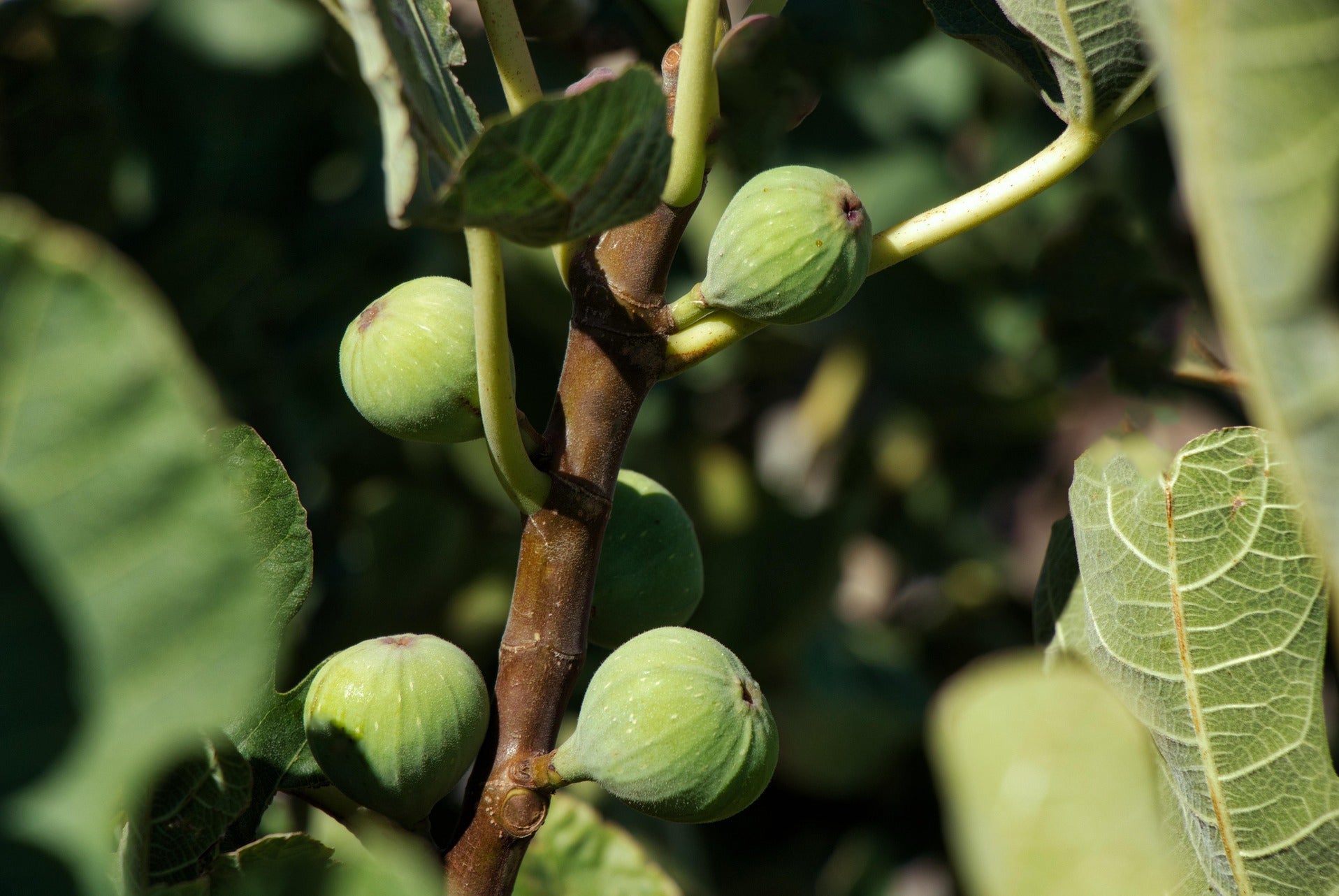 Green Fig