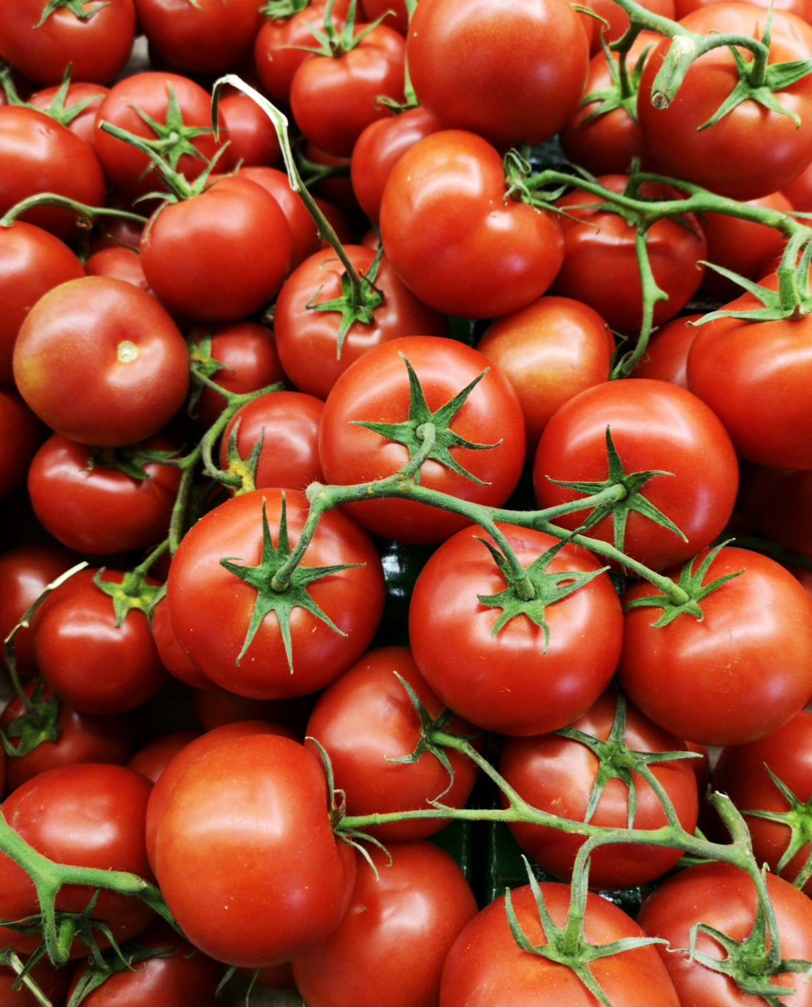 Tomato Leaf