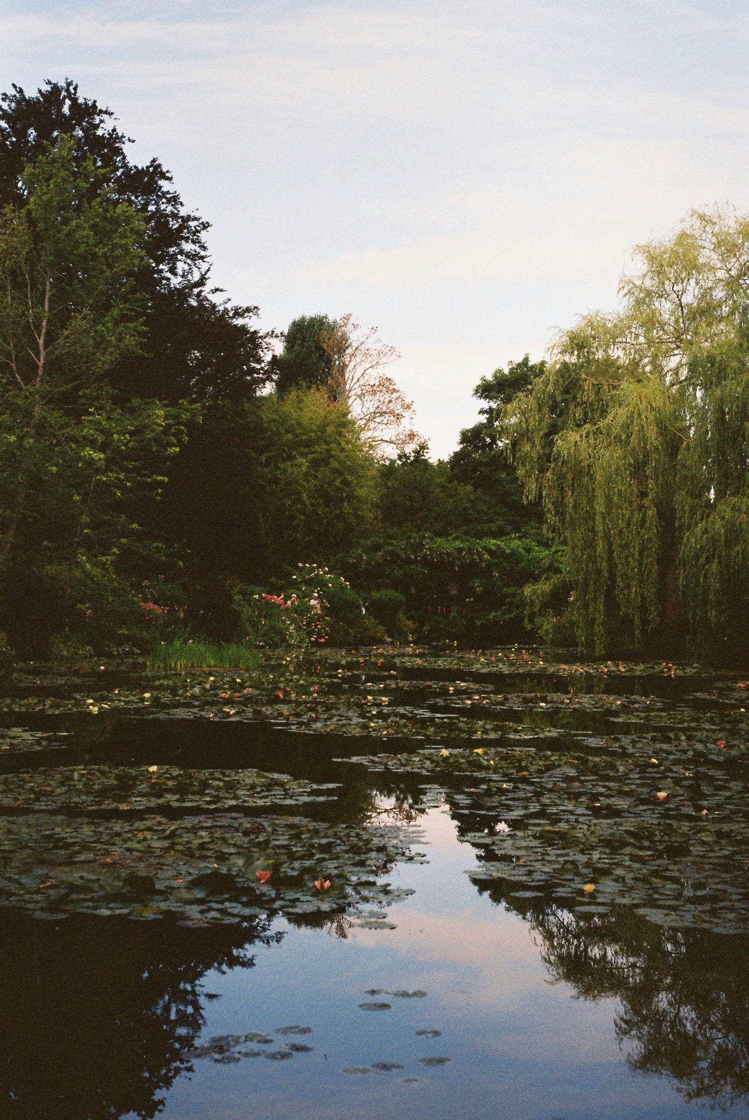 WATER LILIES