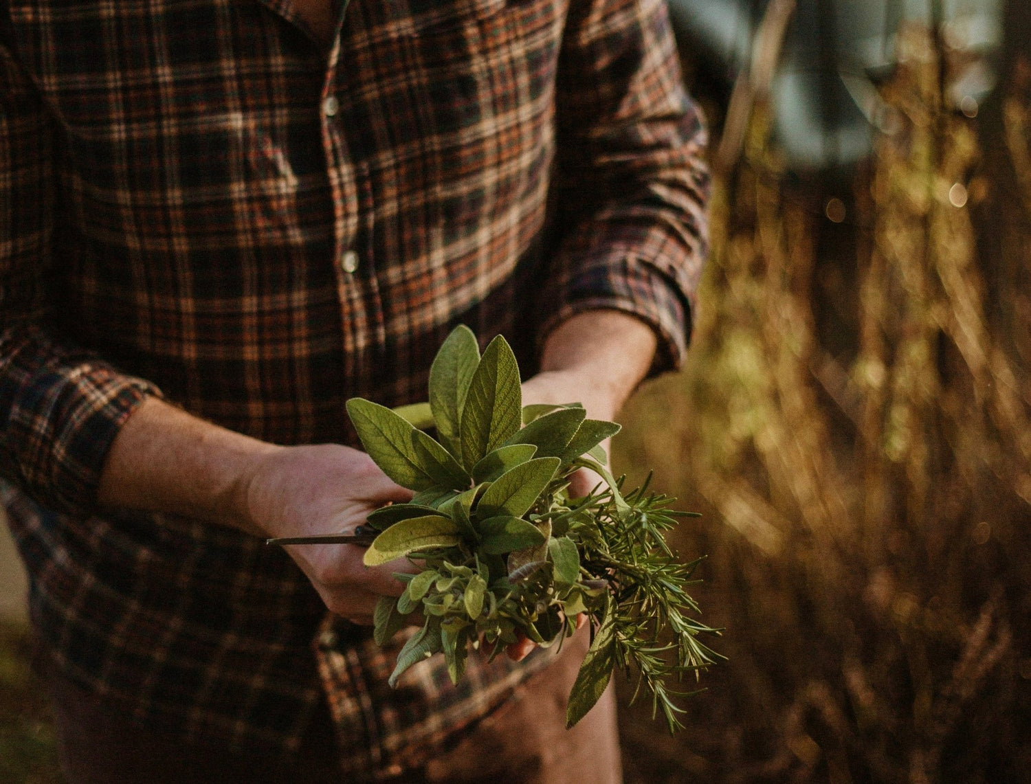 Garden Sage - KIHO NEW YORK