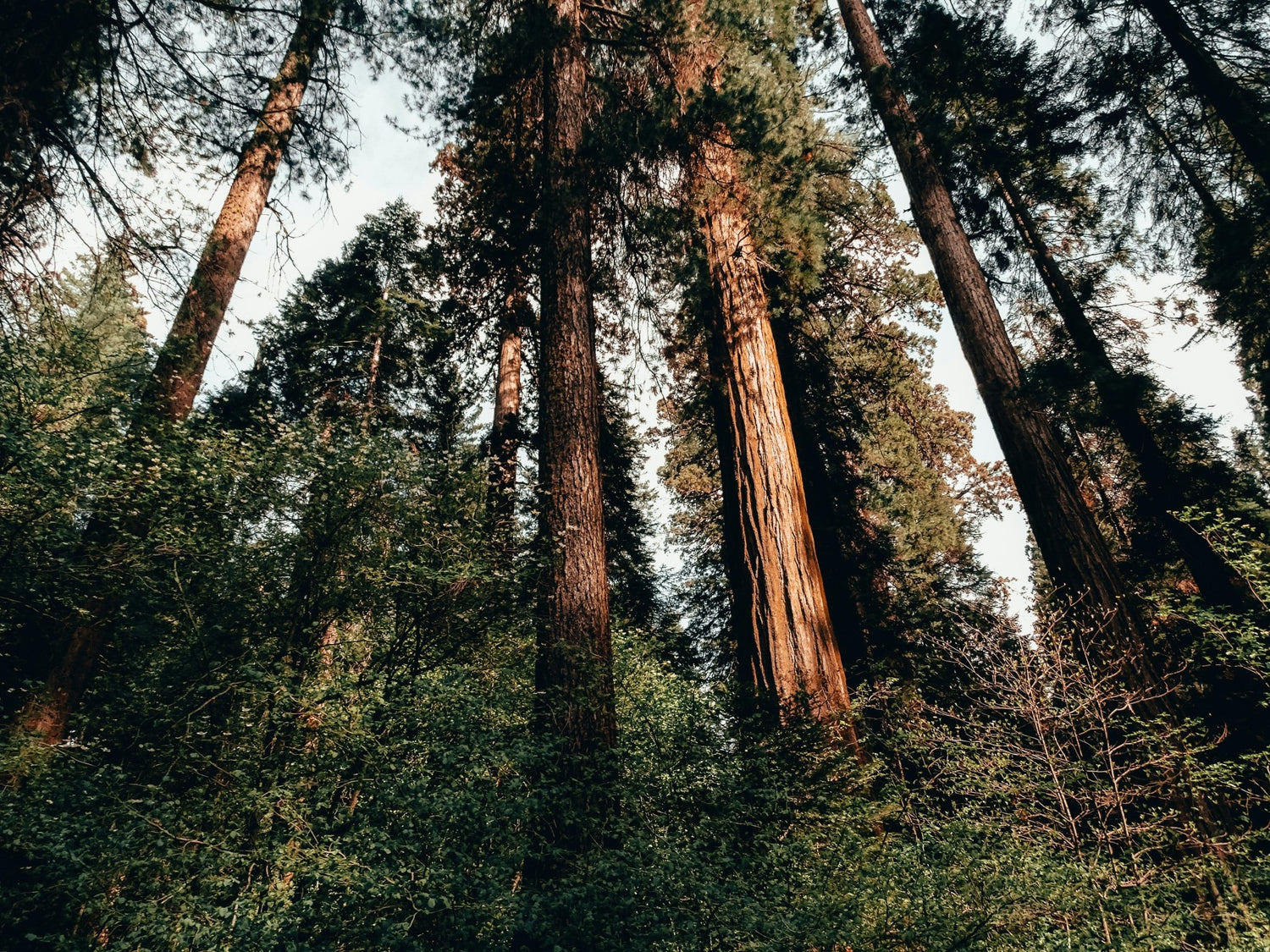 SEQUOIA PINE