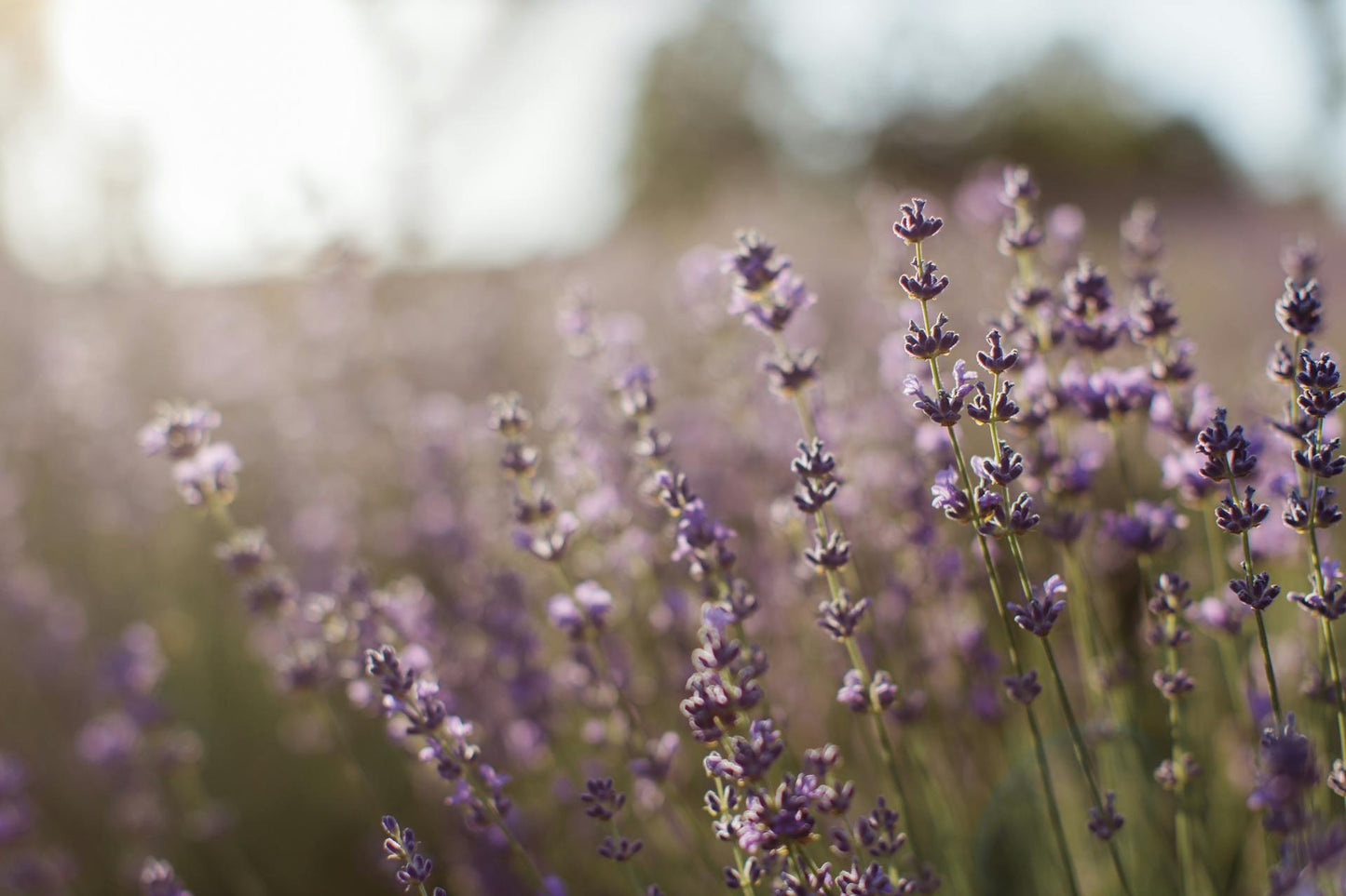 Lavender Room Spray