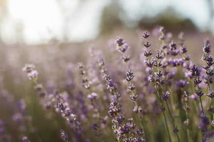 Lavender Room Spray
