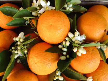 Neroli Basil Hand Wash