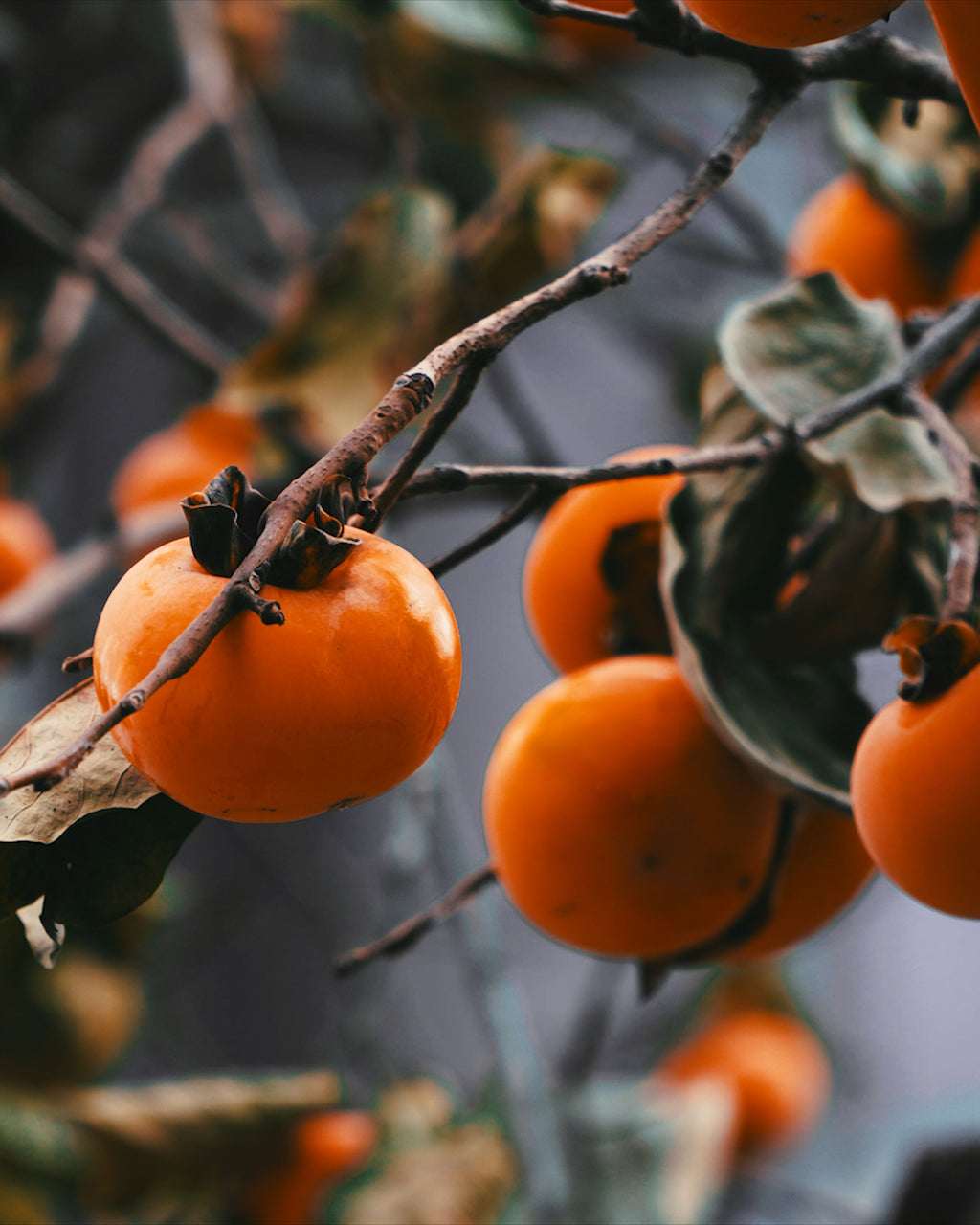 Limited Edition Persimmon Candle