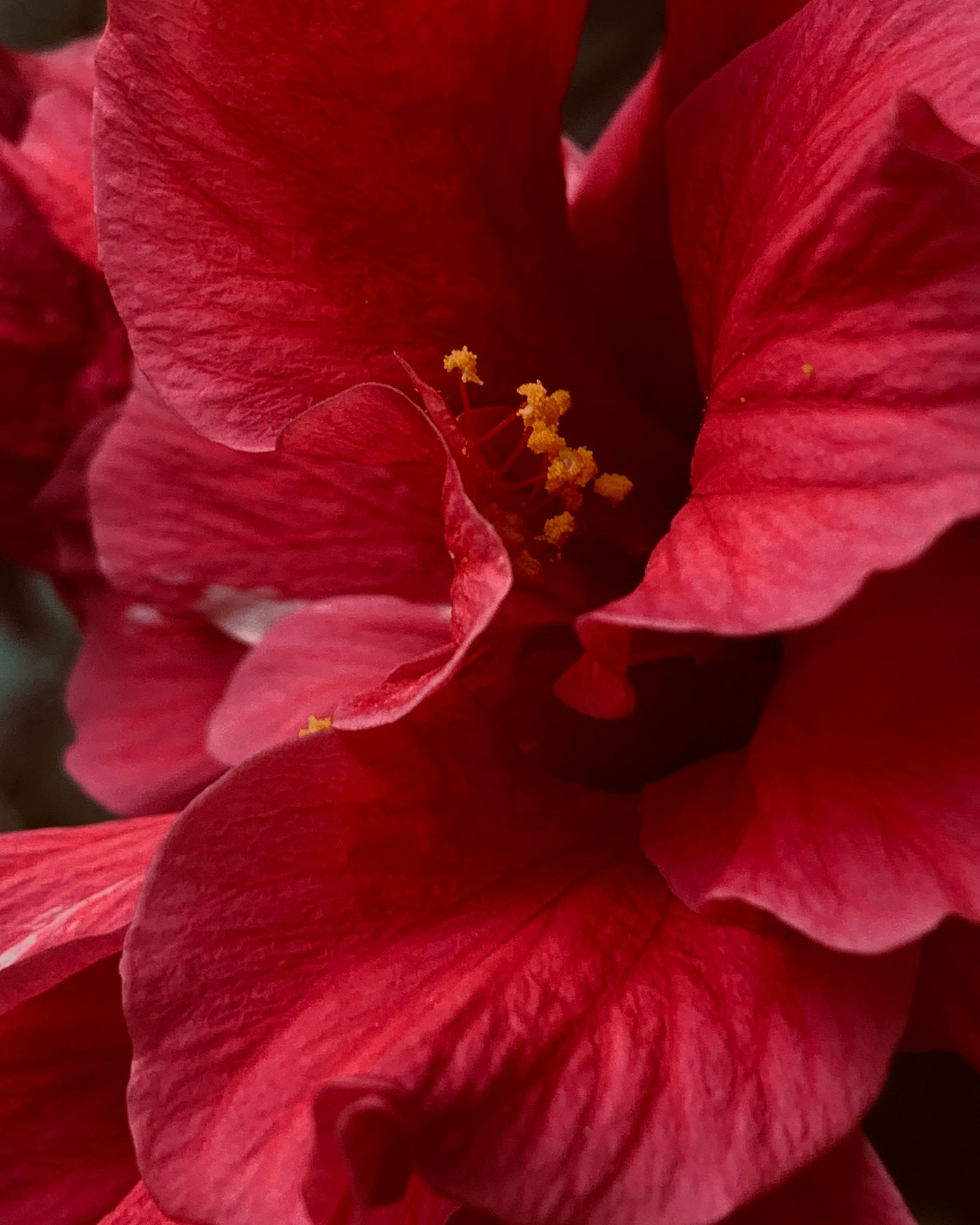 Limited Edition Hibiscus Rose Room Spray