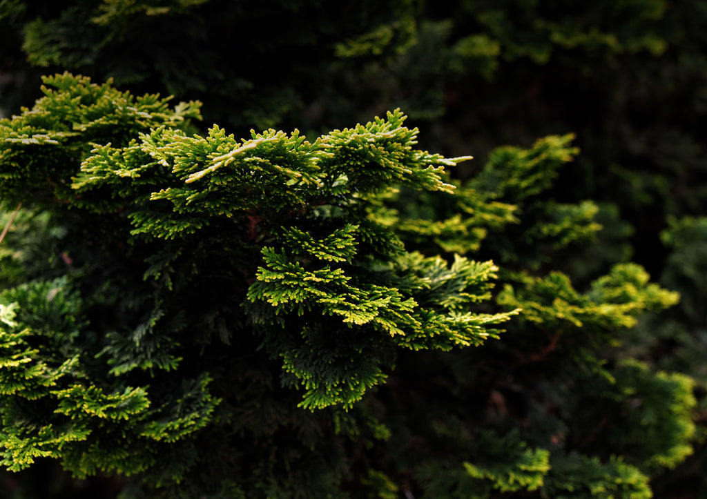 Hinoki Hand Care Set