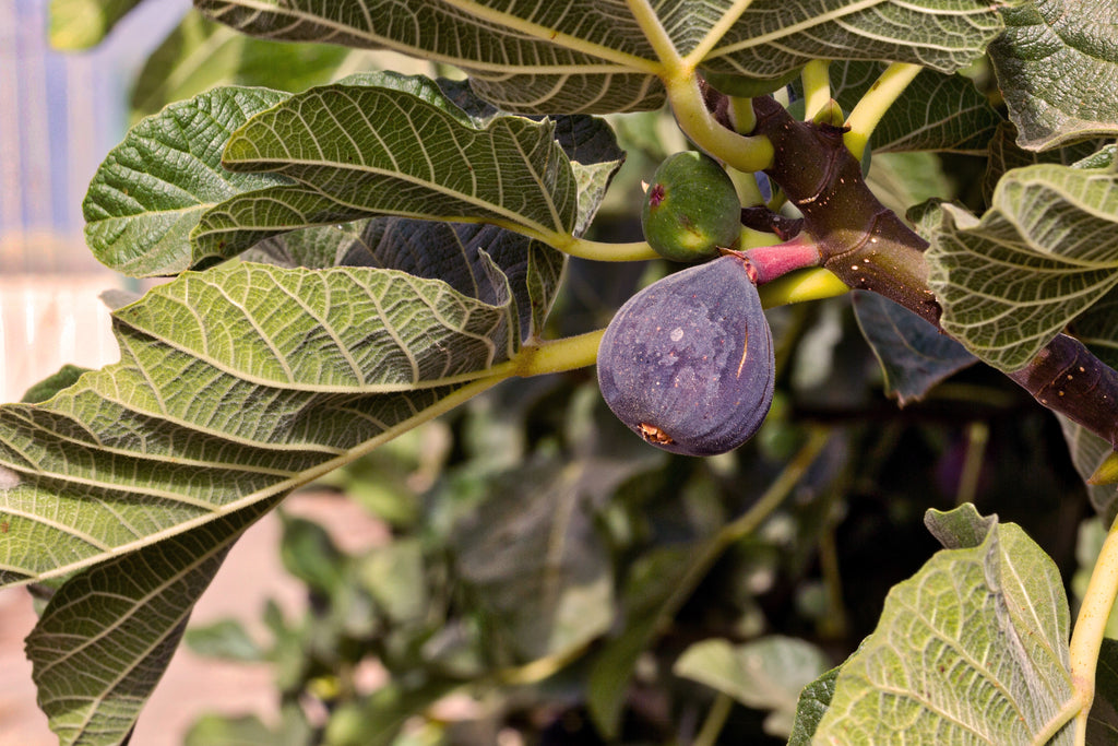 Limited Edition MediterraneanMyrtle Candle