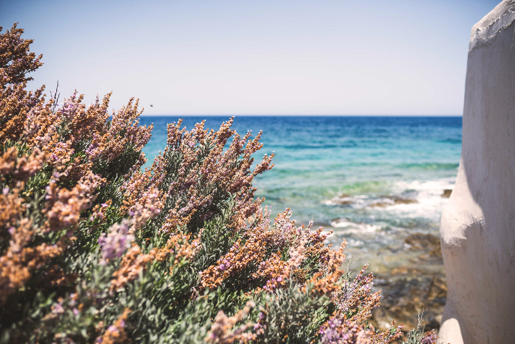 Limited Edition MediterraneanMyrtle Candle