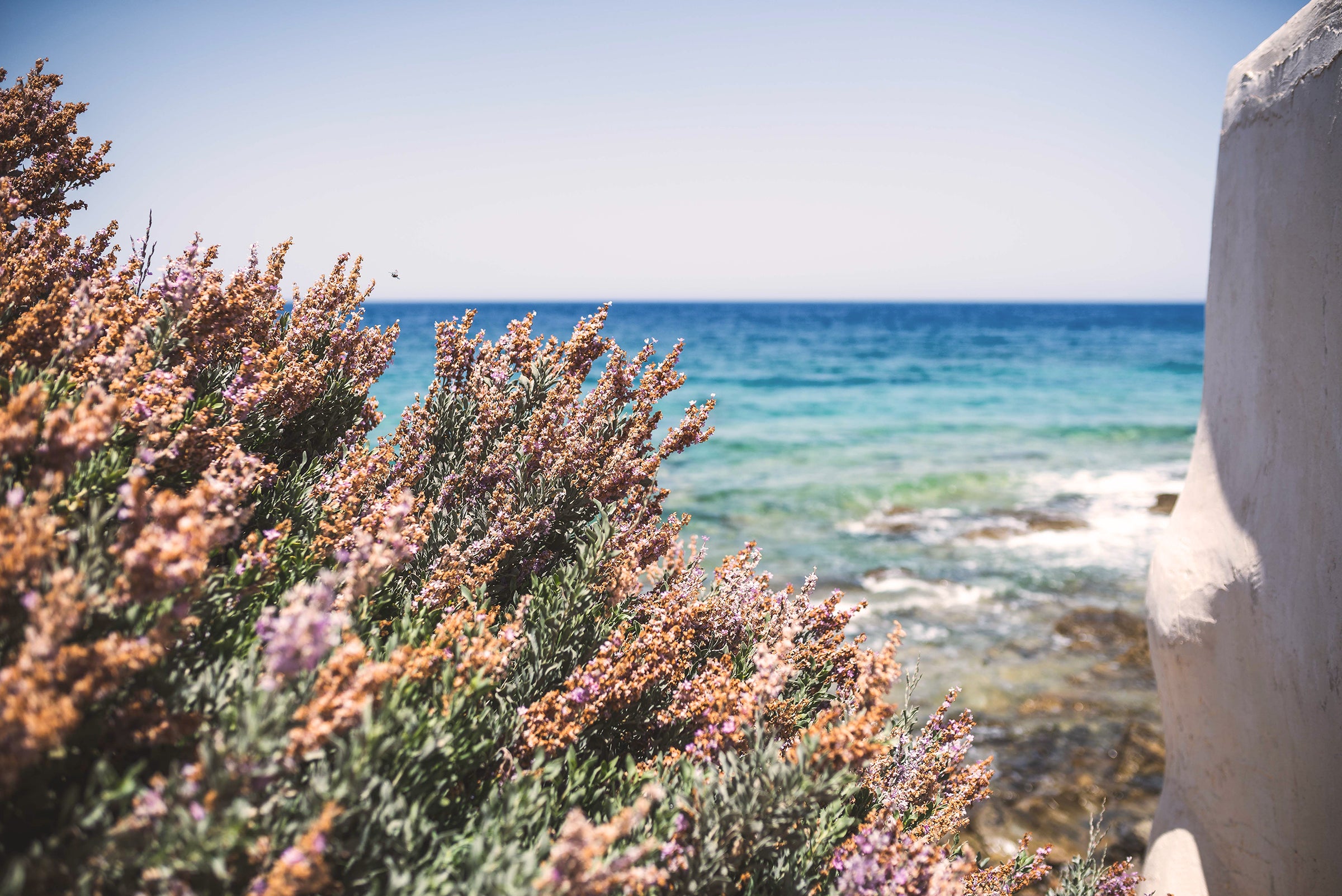 Limited Edition MediterraneanMyrtle Candle