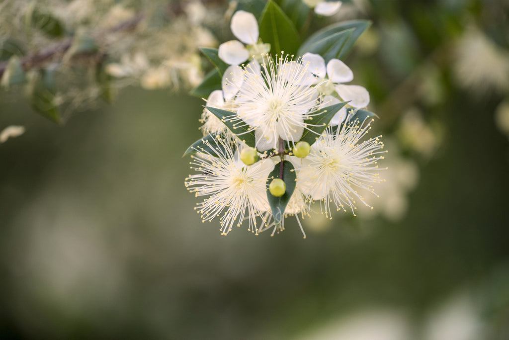 Limited Edition MediterraneanMyrtle Candle