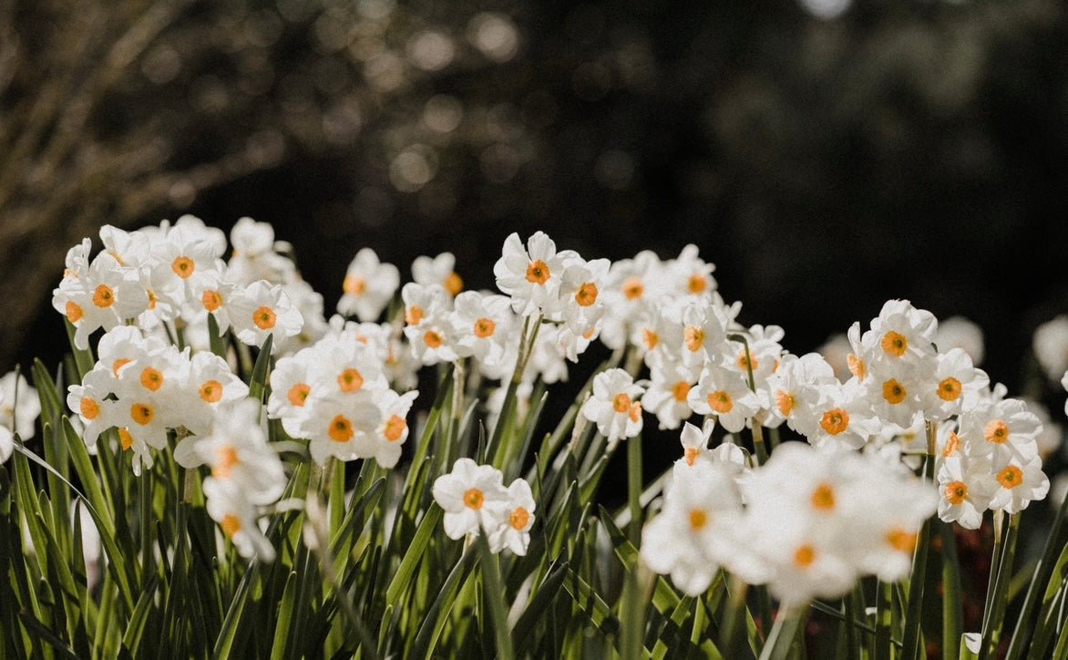 DAFFODIL CANDLE - KIHO NEW YORK