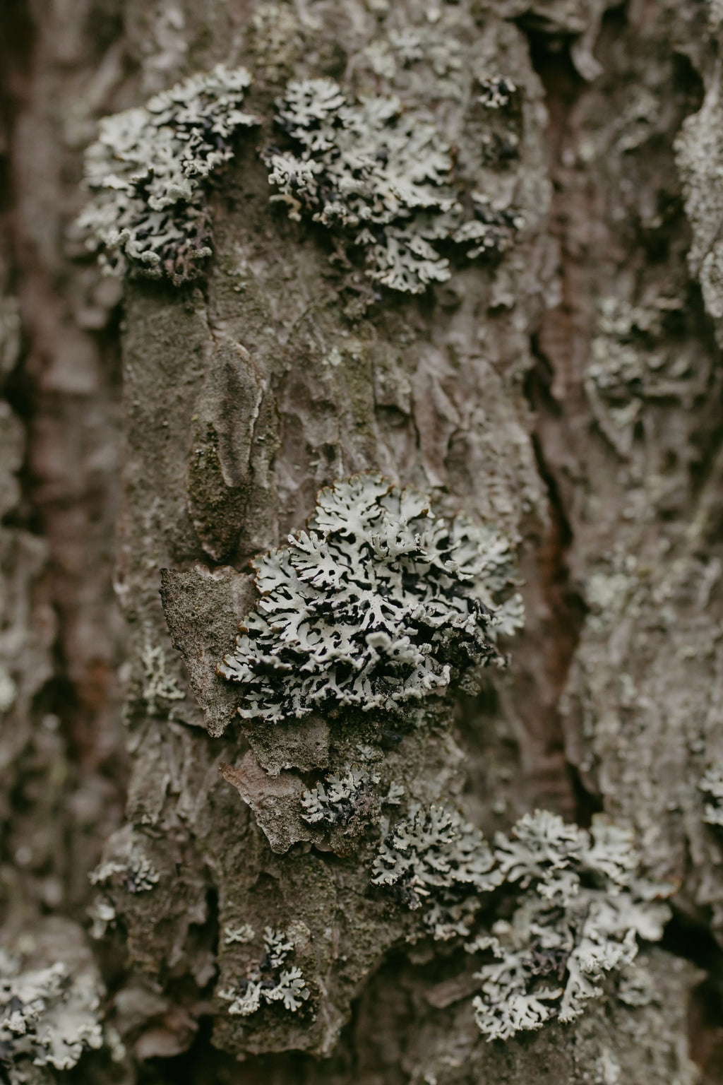 Limited Edition Moss, Wood, Musk Candle