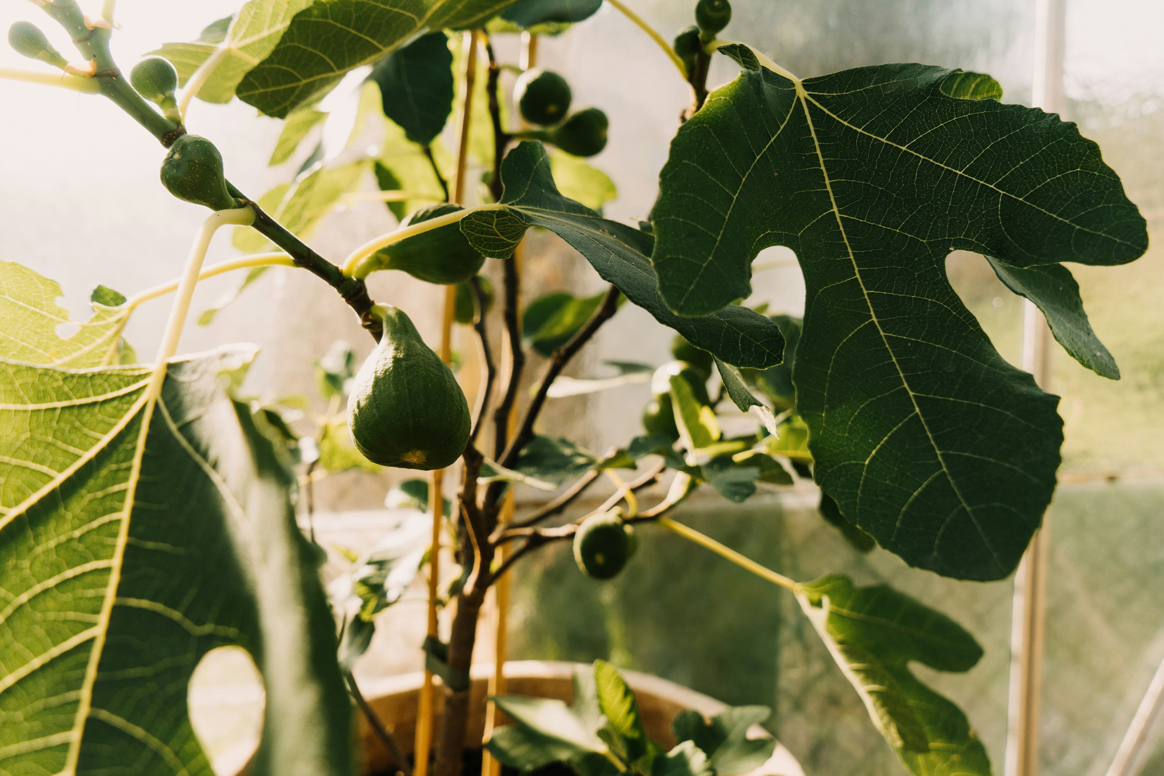 Fig Tree Diffuser - KIHO NEW YORK