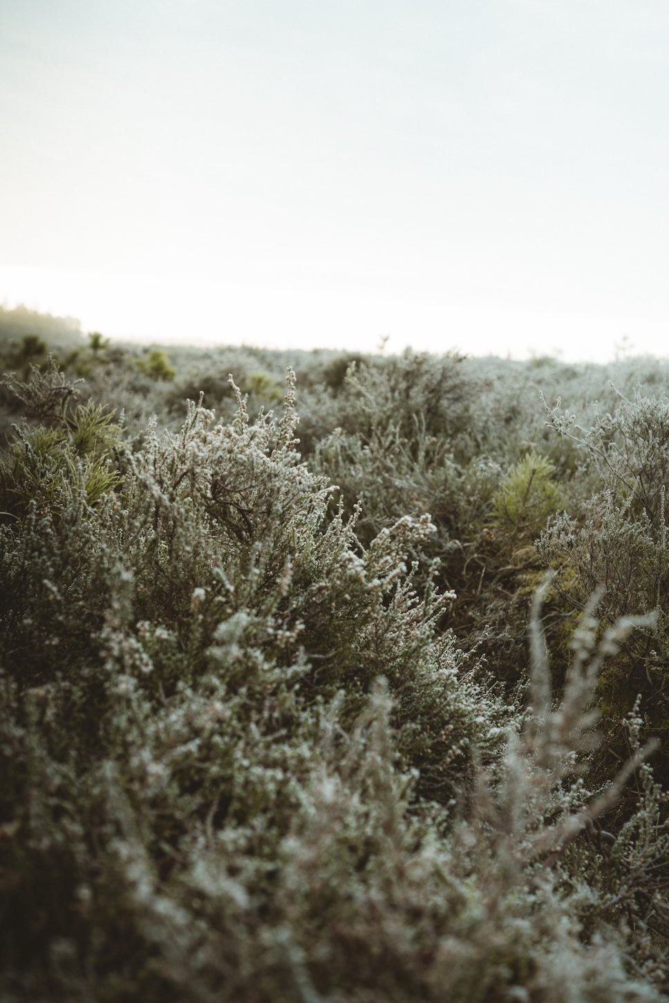 WHITE MOSS CANDLE - KIHO NEW YORK