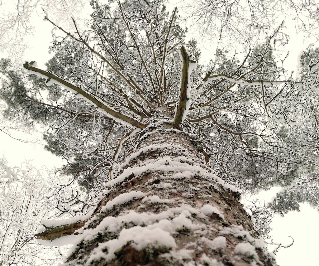 Limited Edition Winter Woods Collection Trio