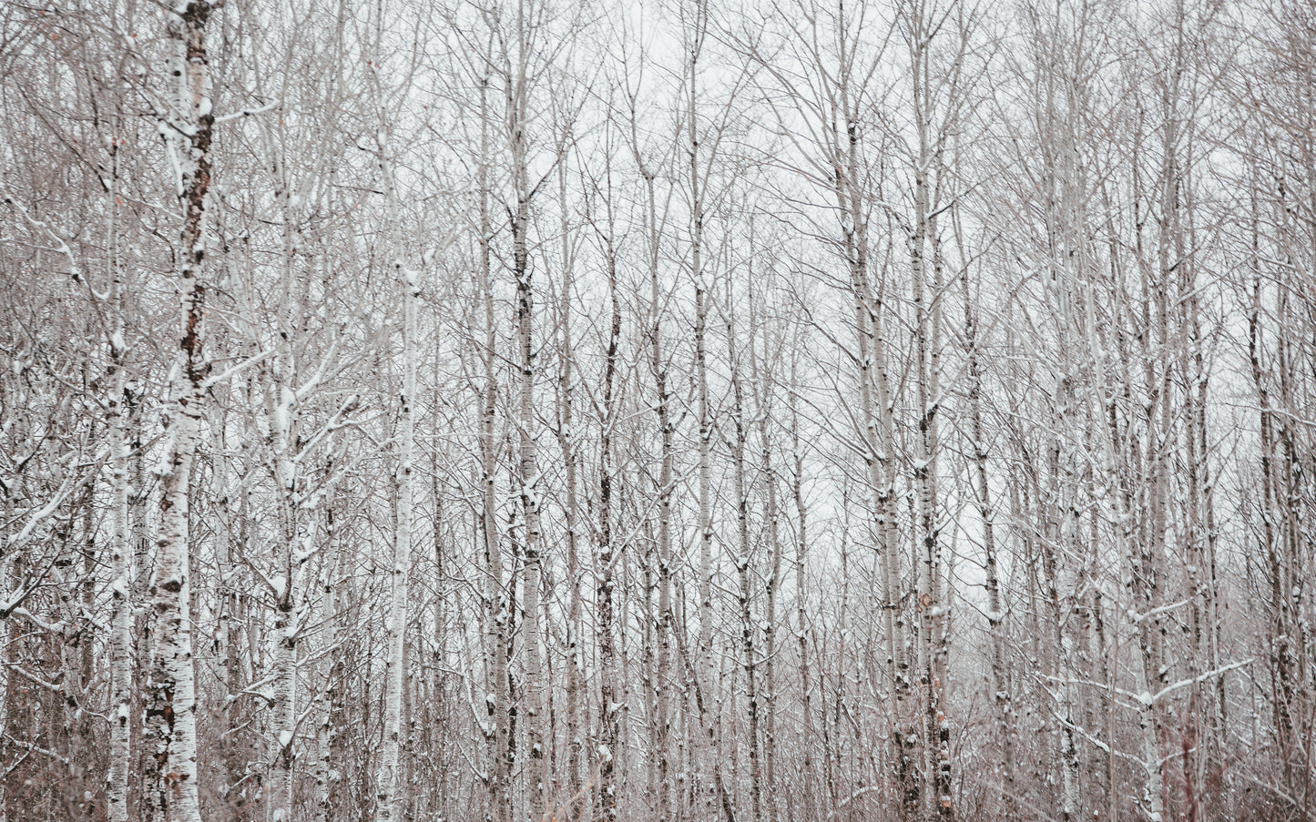 a black and white photo of some trees in the woods 