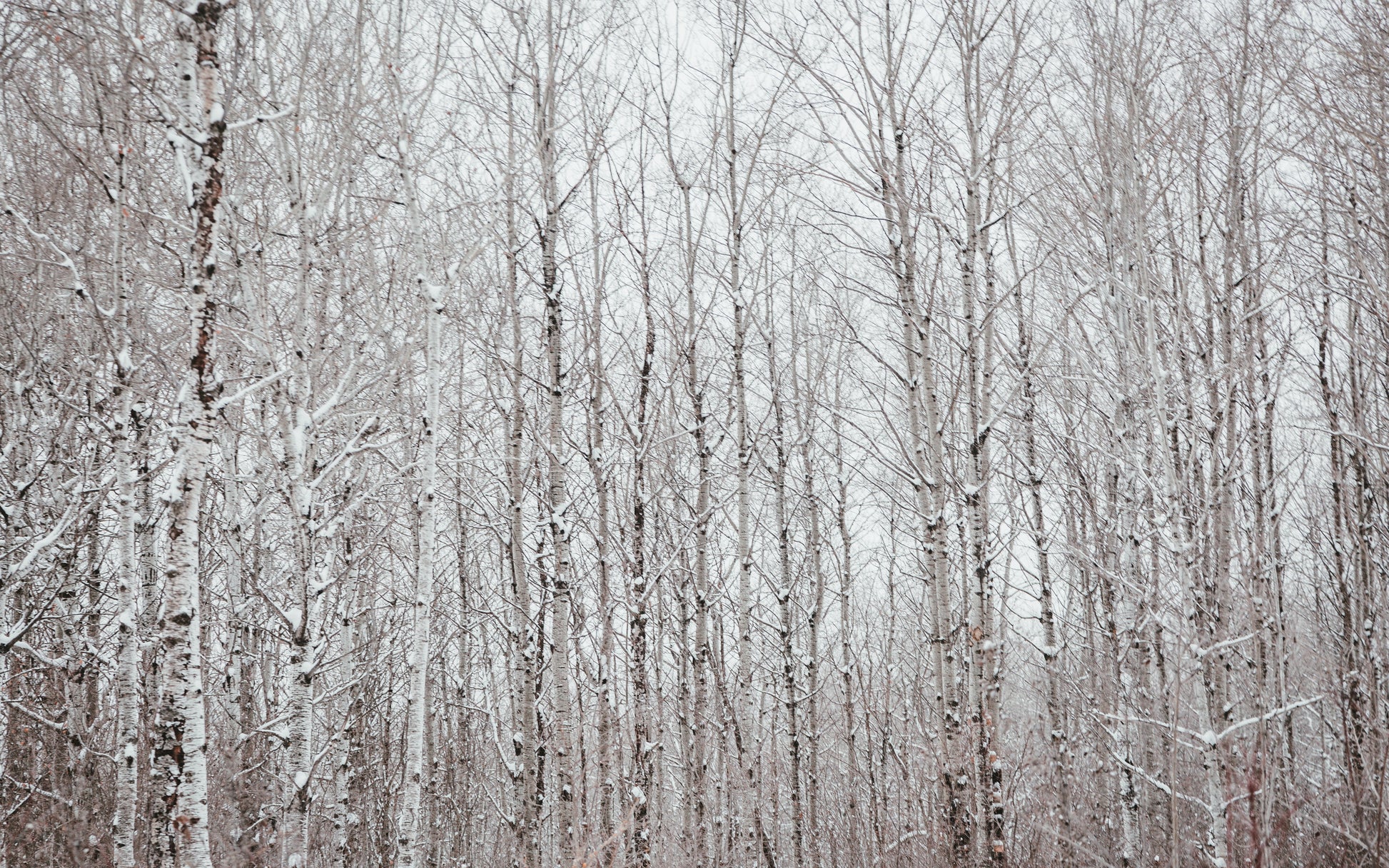 a black and white photo of some trees in the woods 